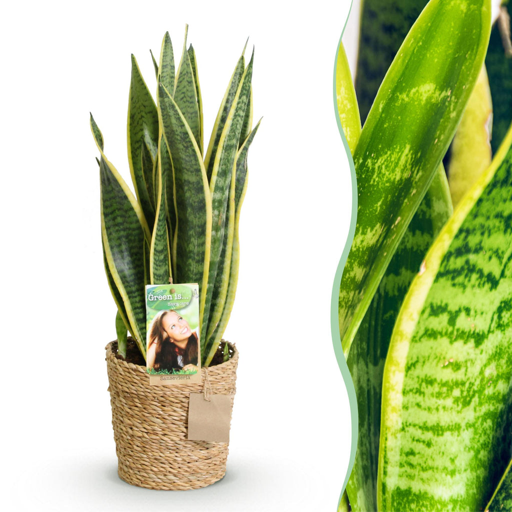 Zimmerpflanzen, Sansevieria Laurentii, Schwiegermutterzunge, Pflegeleicht, mit Korb, Grün, Gelb, 1 Pflanze, Topf 17 cm, 60-70 cm