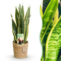 Zimmerpflanzen, Sansevieria Laurentii, Schwiegermutterzunge, Pflegeleicht, mit Korb, Grün, Gelb, 1 Pflanze, Topf 17 cm, 60-70 cm