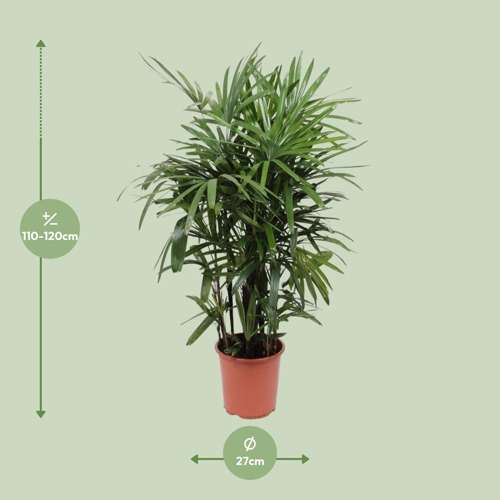 Rhapis Excelsa, Ø27 cm, 120 cm
