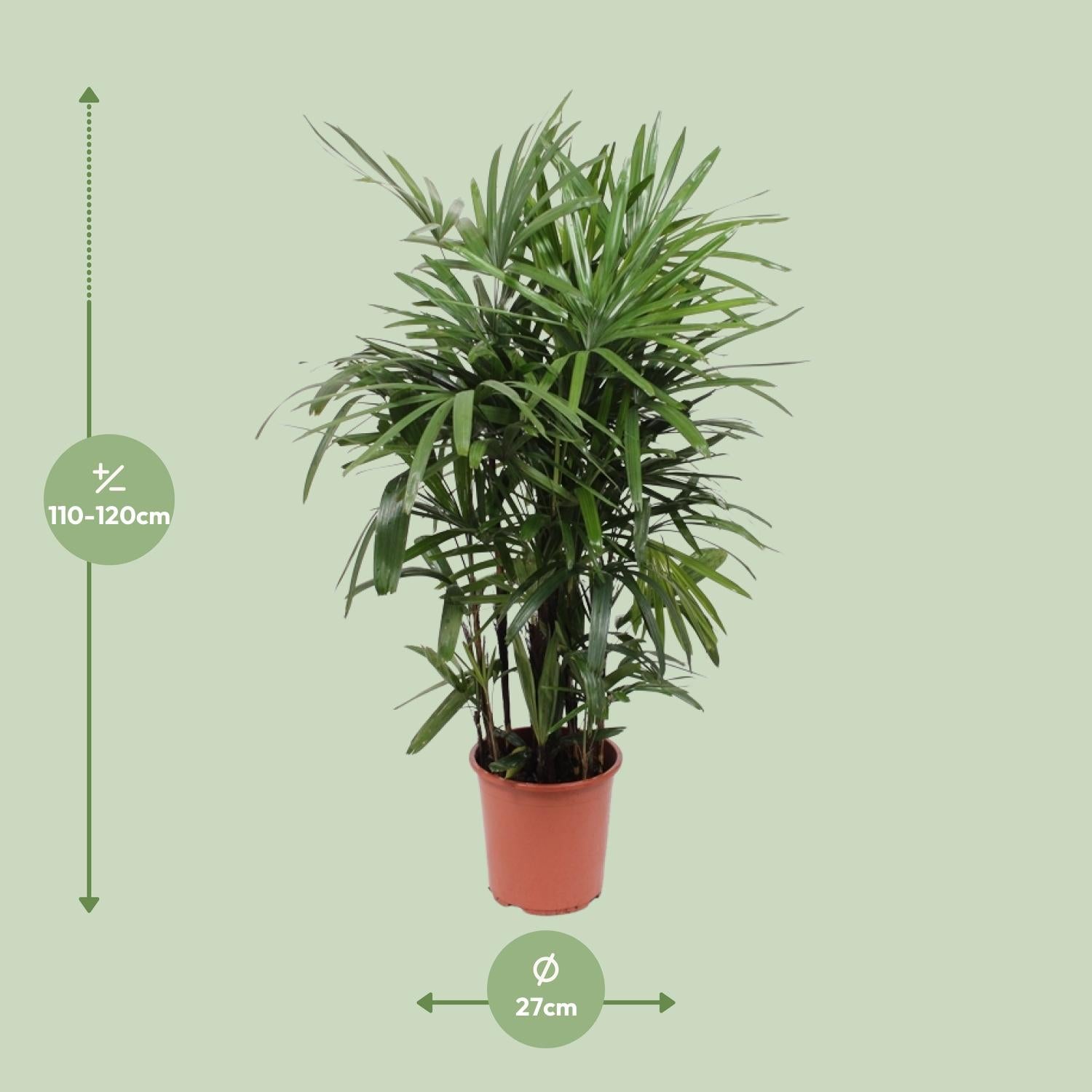 Rhapis Excelsa, Ø27 cm, 120 cm