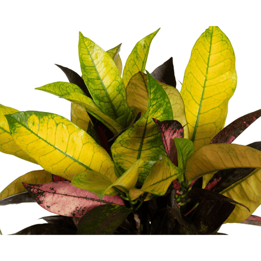Codiaeum 'Croton' Iceton Ø17cm - ↕40 - 60cm - Botanic-Vibes