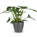 Philodendron Lacerum, Grün, Pflegeleicht, 1 Pflanze, Inklusive grauem Topf, Topf Ø19 cm, 65 cm