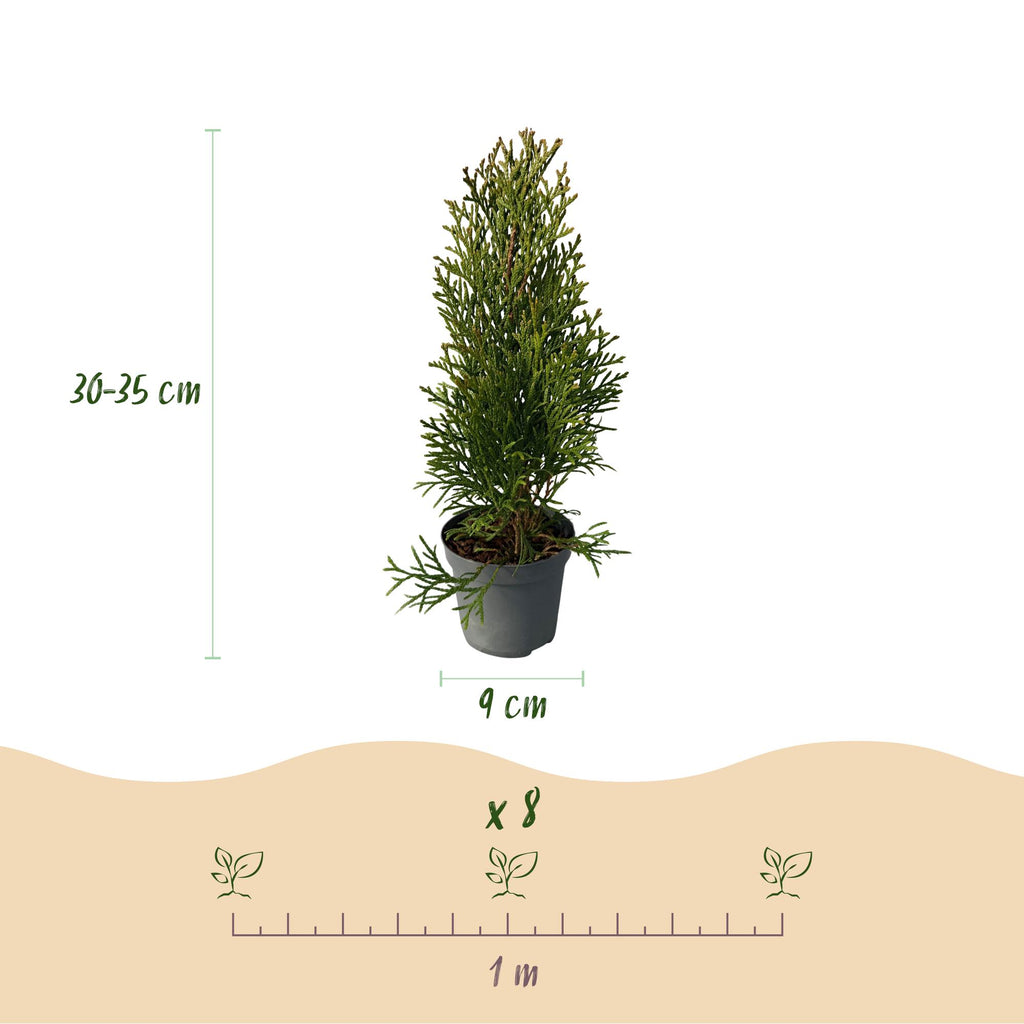 Heckenpflanzen, Thuja occidentalis Smaragd, Blatt grün, 8 Pflanzen, 1 laufender Meter, immergrün, Topf 9 cm 30 cm