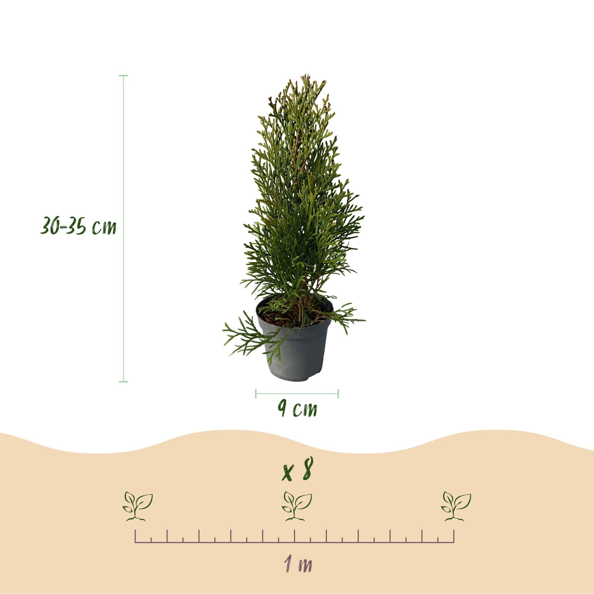 Heckenpflanzen, Thuja occidentalis Smaragd, Blatt grün, 8 Pflanzen, 1 laufender Meter, immergrün, Topf 9 cm 30 cm