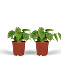 2x Philodendron Scandens, - 5 cm, Ø12 cm