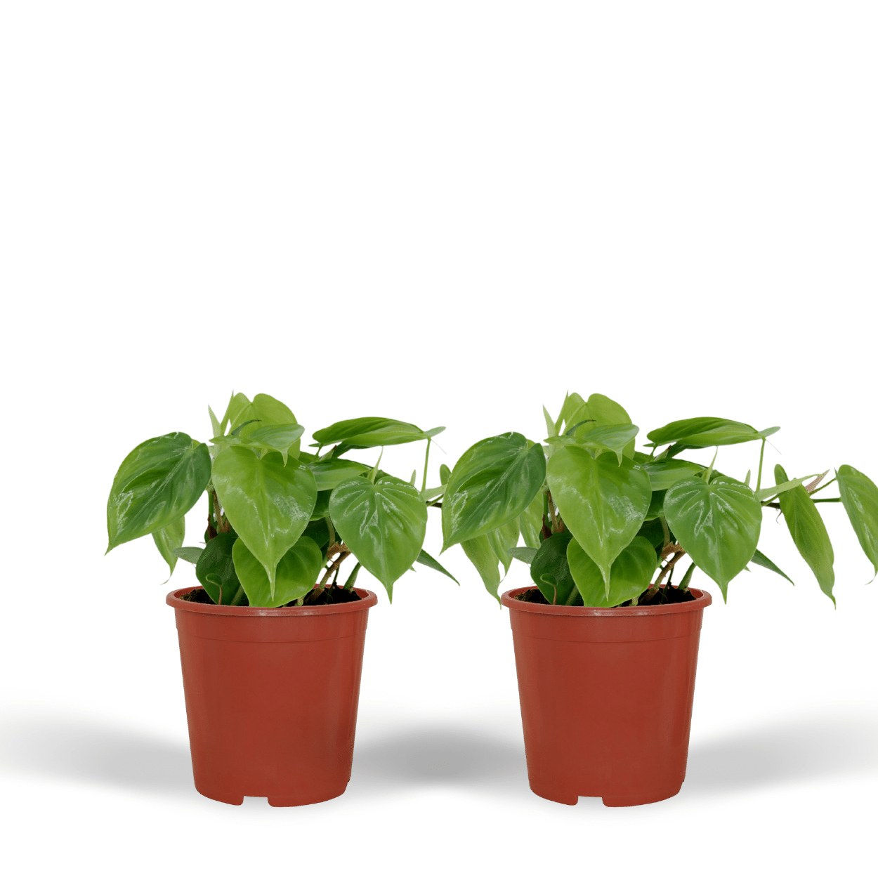 2x Philodendron Scandens, - 5 cm, Ø12 cm