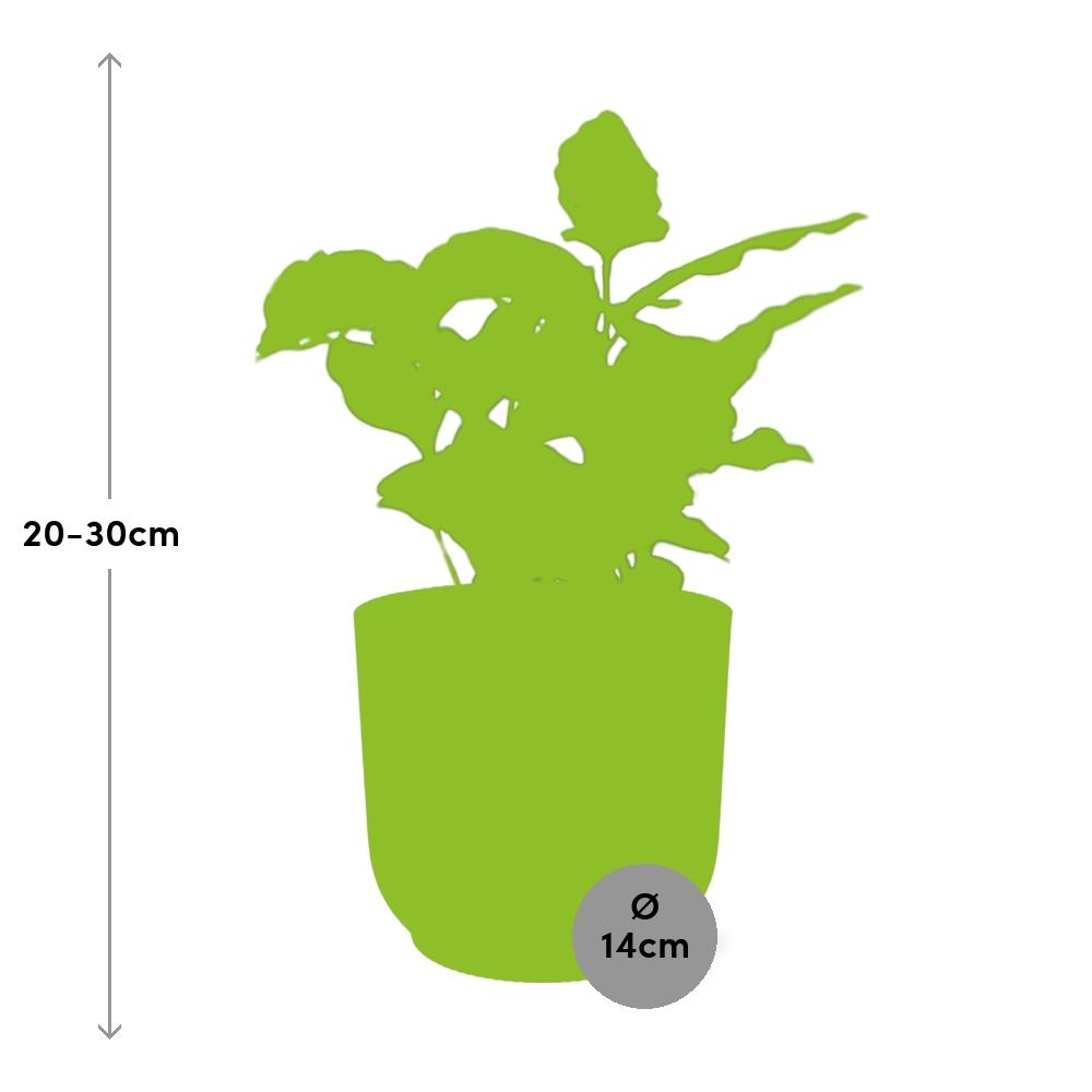Coffea Arabica im ELHO Vibes Fold, 14 cm, rosa