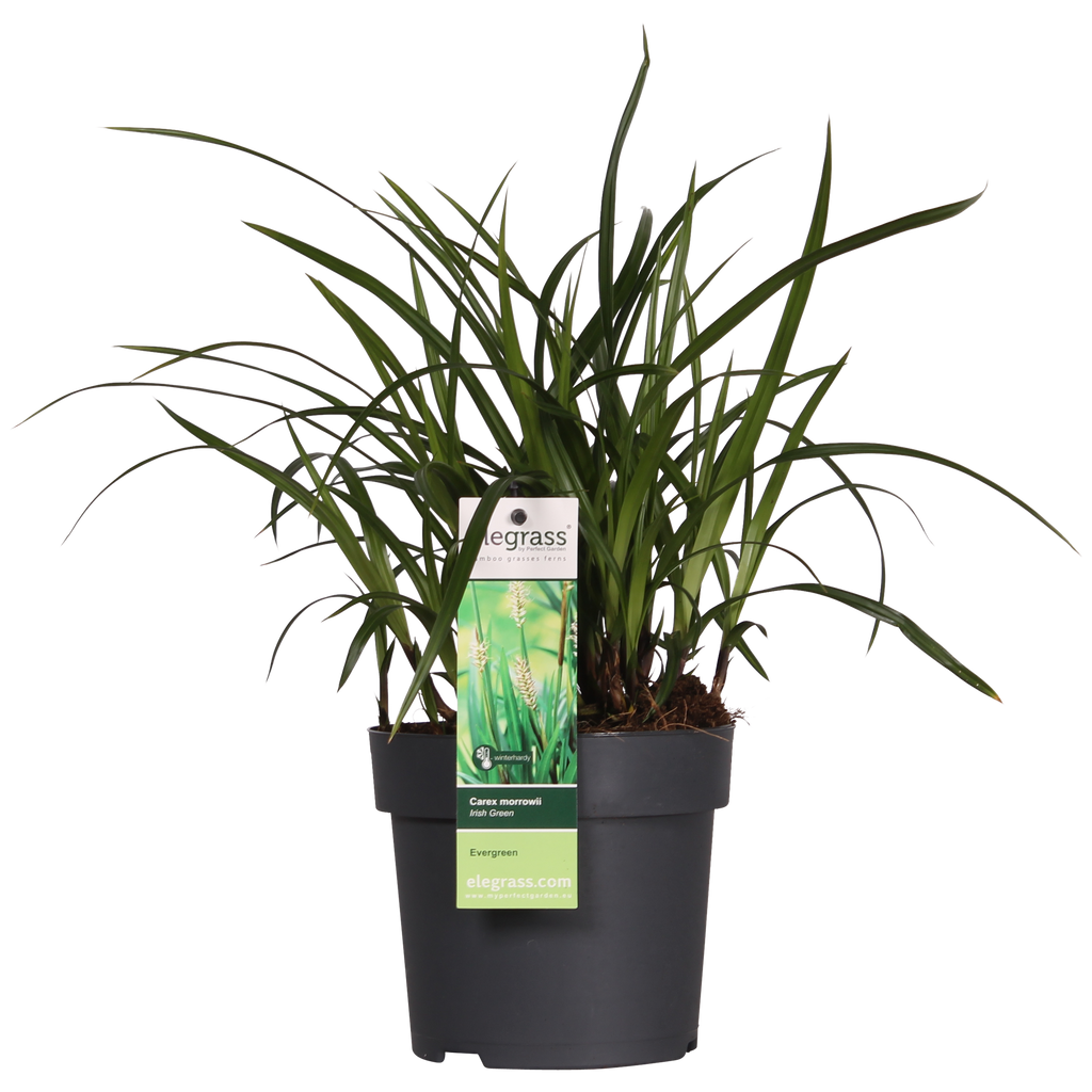 Carex morrowii Irish Grün, Ø19 cm, 40 cm, Ø14 cm, 30 cm