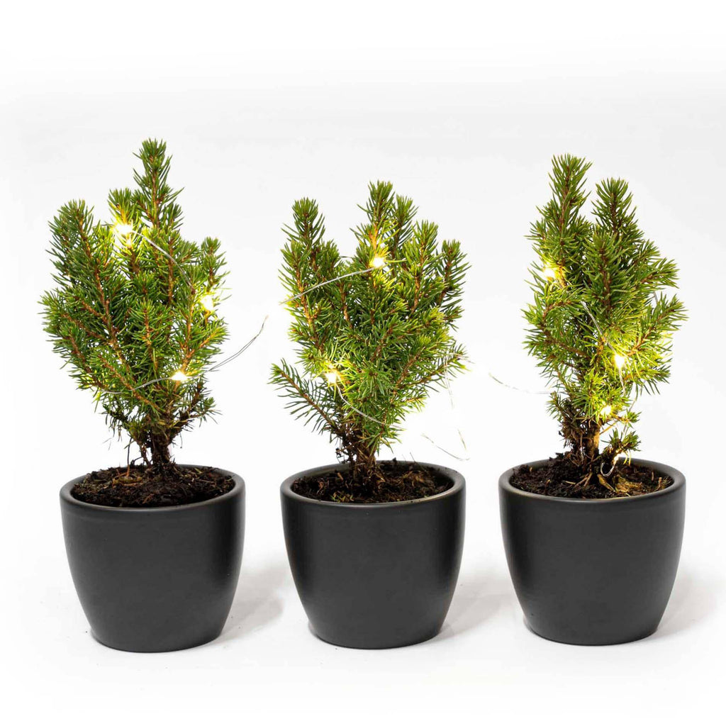 Mini-Weihnachtsbaum Set 3 – inkl. Boule-Anthrazit-Topf + 20 LED-Lichter - Botanic-Vibes