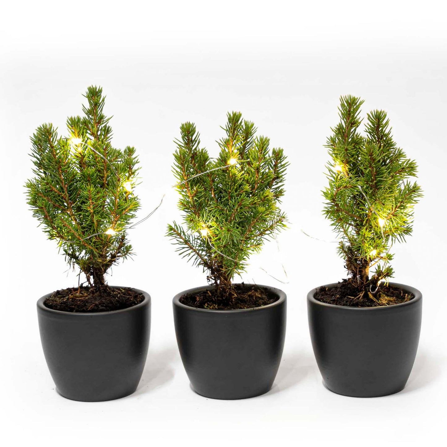 Mini-Weihnachtsbaum Set 3 – inkl. Boule-Anthrazit-Topf + 20 LED-Lichter