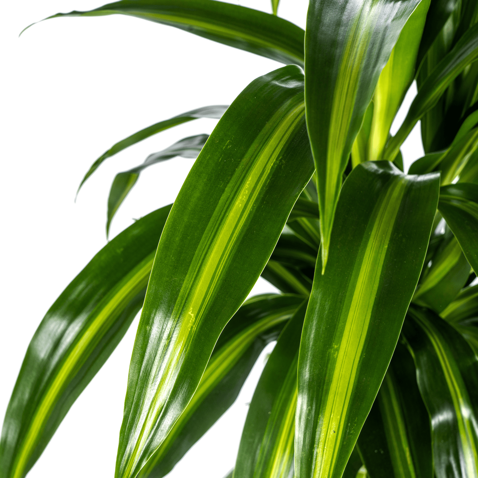 Dracaena Deremensis Hawaiian Sunshine Ø21cm - ↕90 - 110cm - Botanic-Vibes
