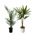 Phoenix canariensis – 80 cm – Ø15 + Trachycarpus fortuneii – 100 cm – Ø18 - Botanic-Vibes
