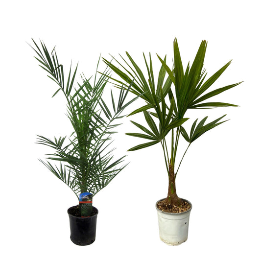 Phoenix canariensis – 80 cm – Ø15 + Trachycarpus fortuneii – 100 cm – Ø18