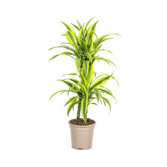 Dracaena Deremensis Lemon Lime Ø19cm - ↕70 - 90cm - Botanic-Vibes