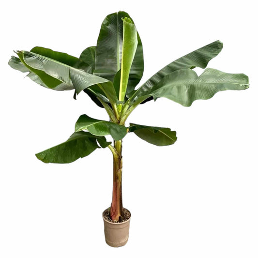 Bananenplant (Musa) - 200 cm - ø30 - Botanic-Vibes