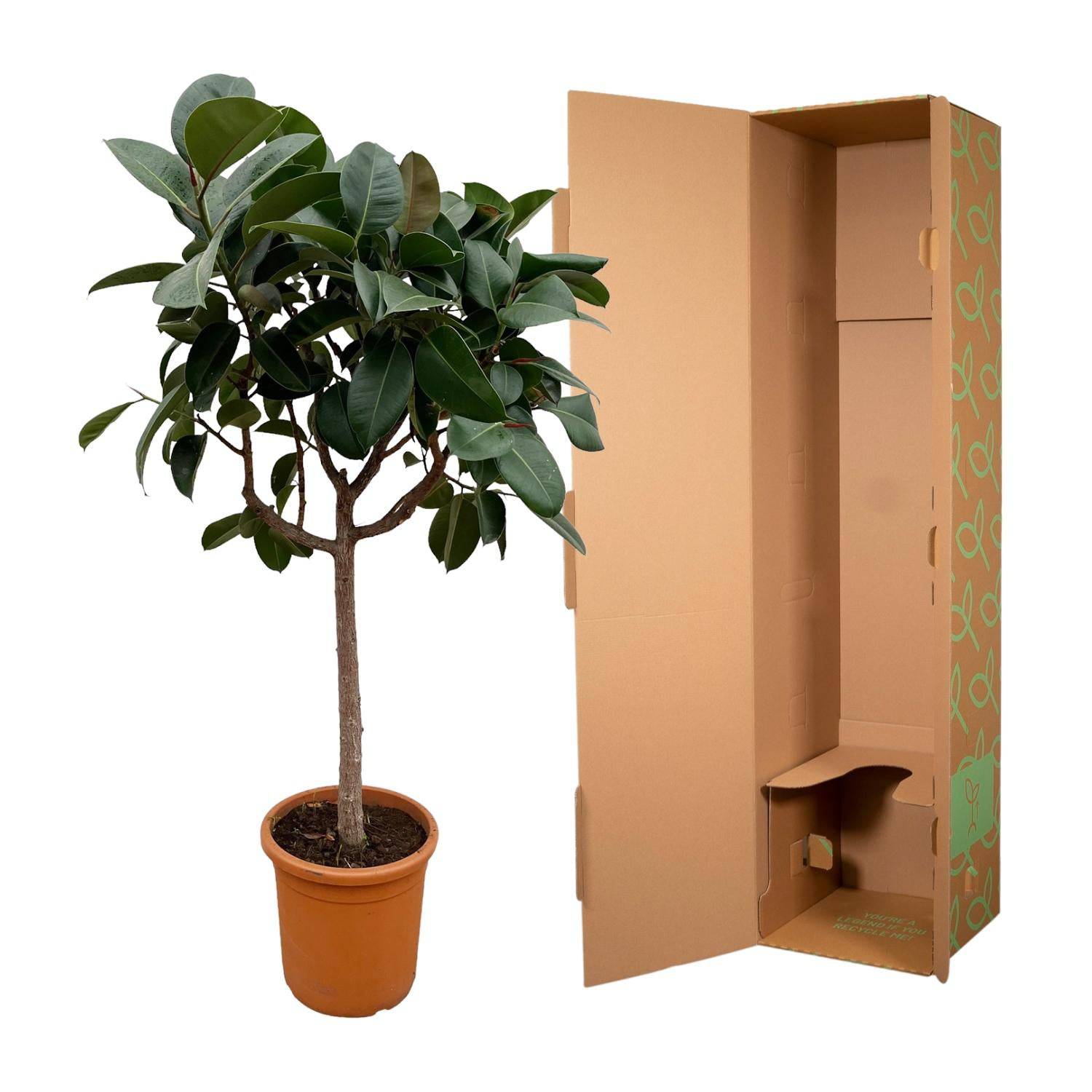 Ficus elastica 'Robusta' auf Stamm – 190 cm – Ø40 - Botanic-Vibes