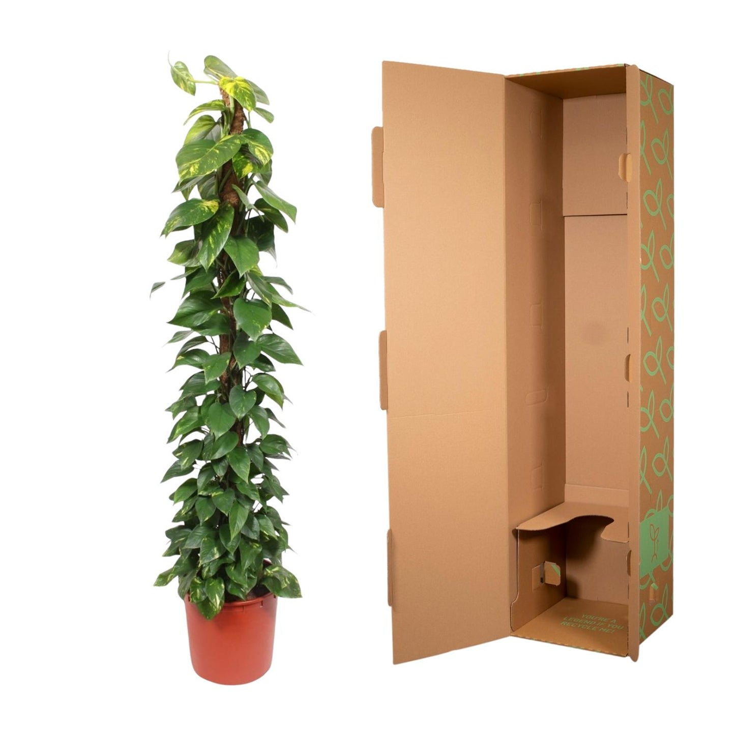 Epipremnum aureum Moosstab – 180 cm – Ø34