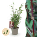 GreenboutiQ, Bambus, Fargesia Red Dragon, Grün, Immergrün, Nicht Ausbreitend, Topf 14cm Höhe 35cm