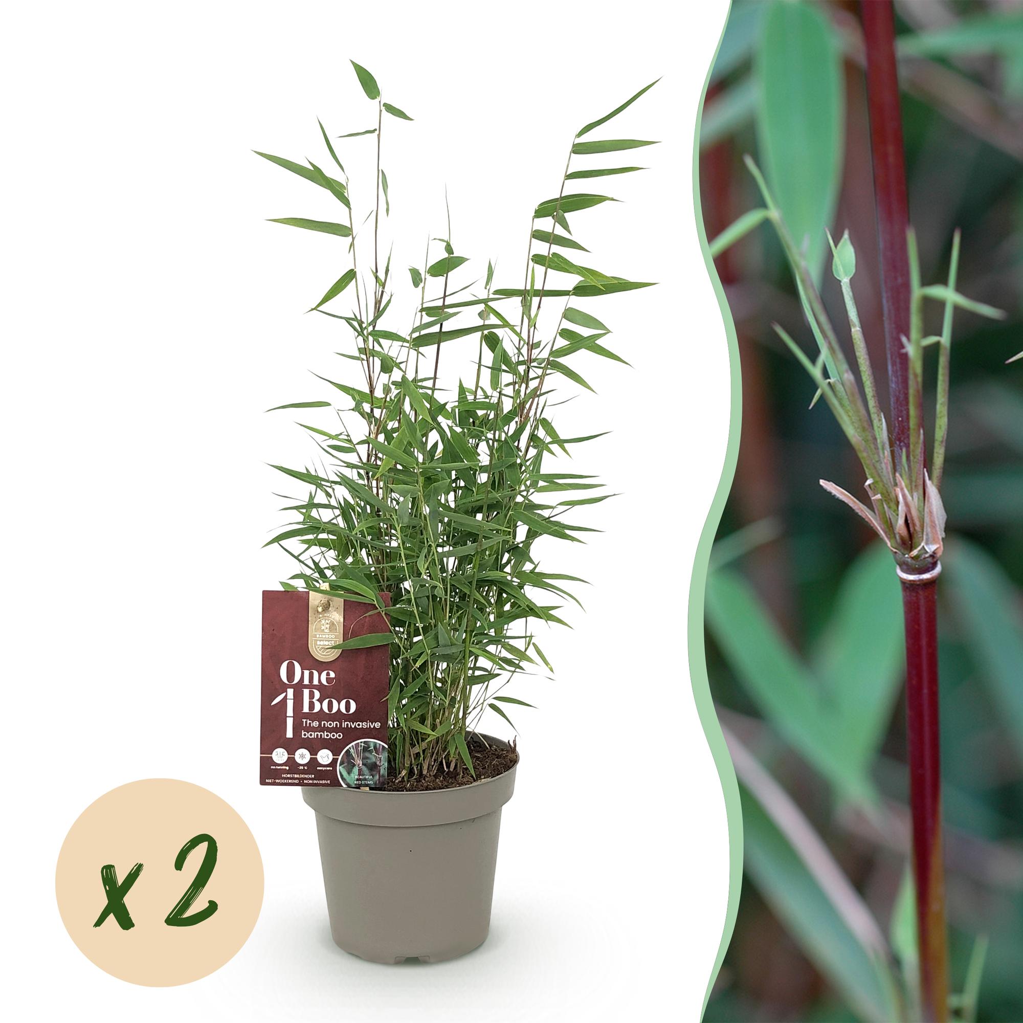 GreenboutiQ, Bambus, Fargesia Red Dragon, Grün, Immergrün, Nicht Ausbreitend, Topf 14cm Höhe 35cm