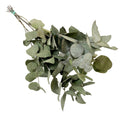 Getrocknete Blumen, Eucalyptus Cinerea, 6 Gebüsch, 50 cm