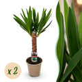 Yucca elephantipes, Yucca, Pflegeleicht, Grün, 2, Topf 14 cm, 55 cm