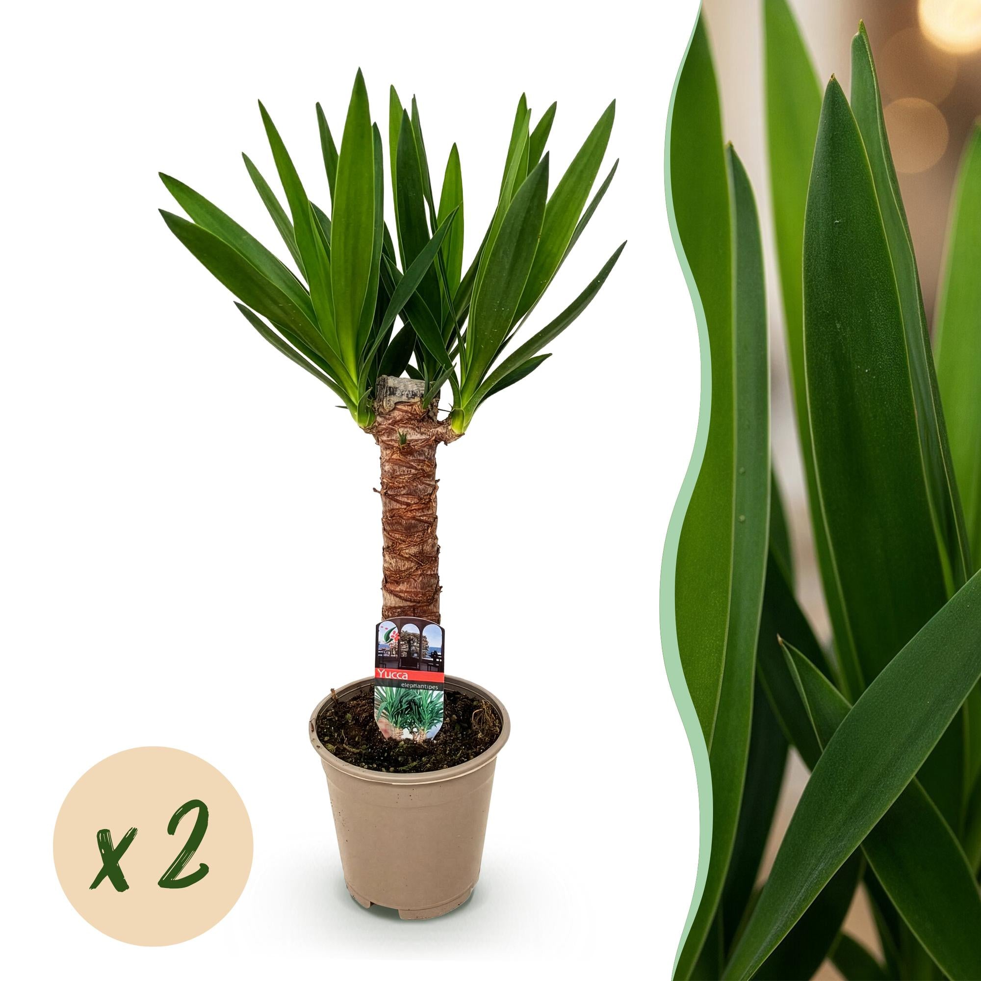Yucca elephantipes, Yucca, Pflegeleicht, Grün, 2, Topf 14 cm, 55 cm