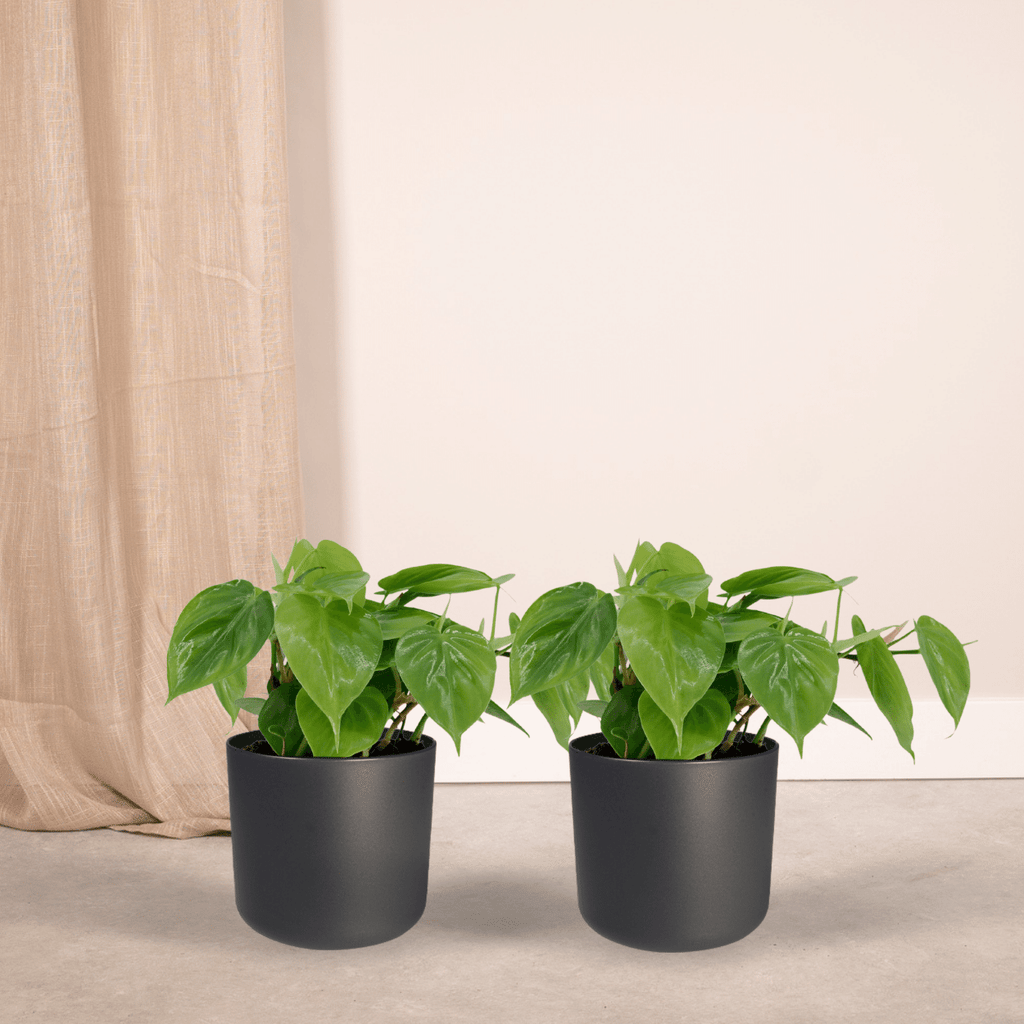 2x Philodendron Scandens, - 5 cm, Ø12 cm