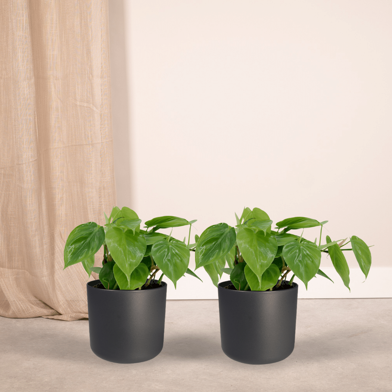2x Philodendron Scandens, - 5 cm, Ø12 cm