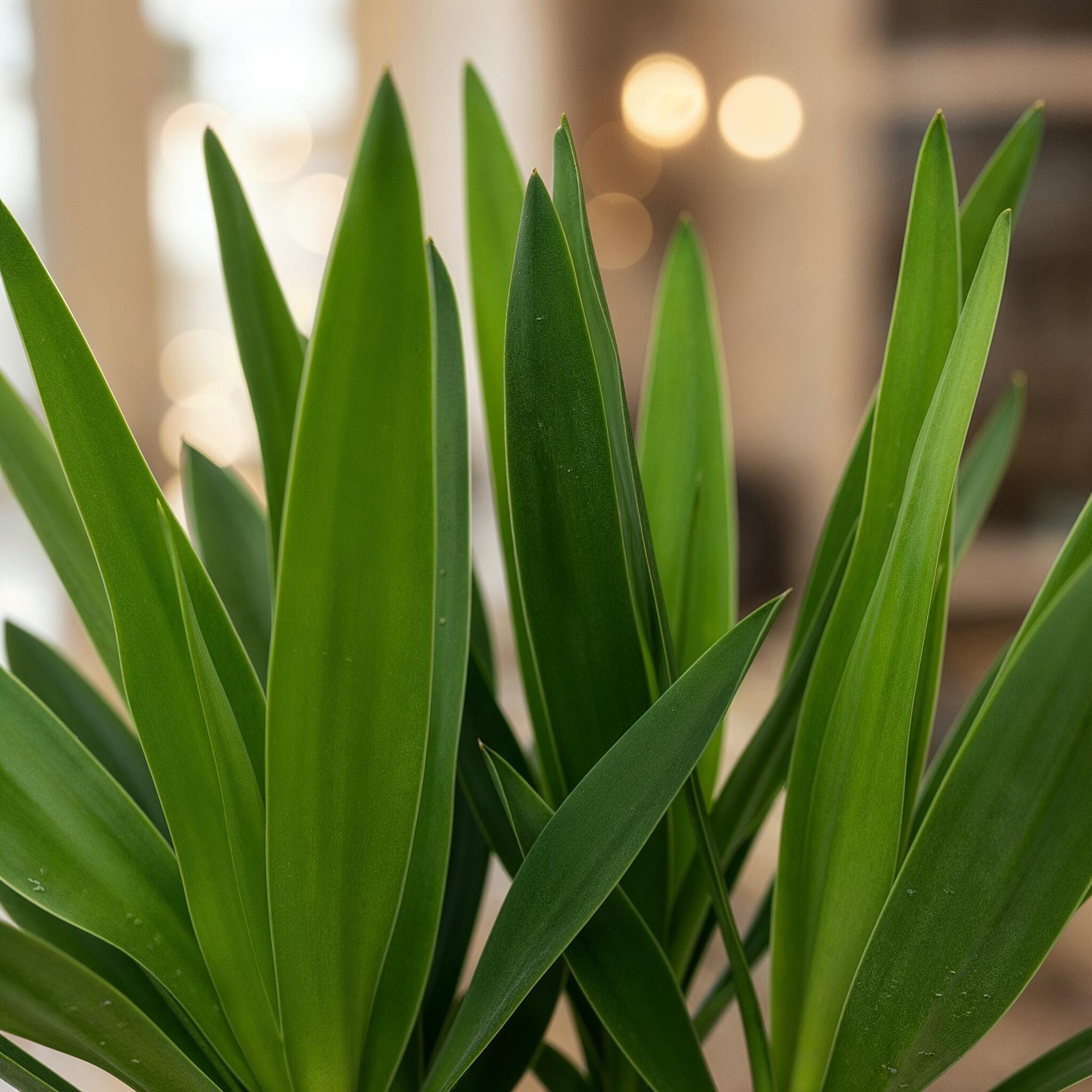 Yucca elephantipes, Yucca, Pflegeleicht, Grün, 2, Topf 14 cm, 55 cm