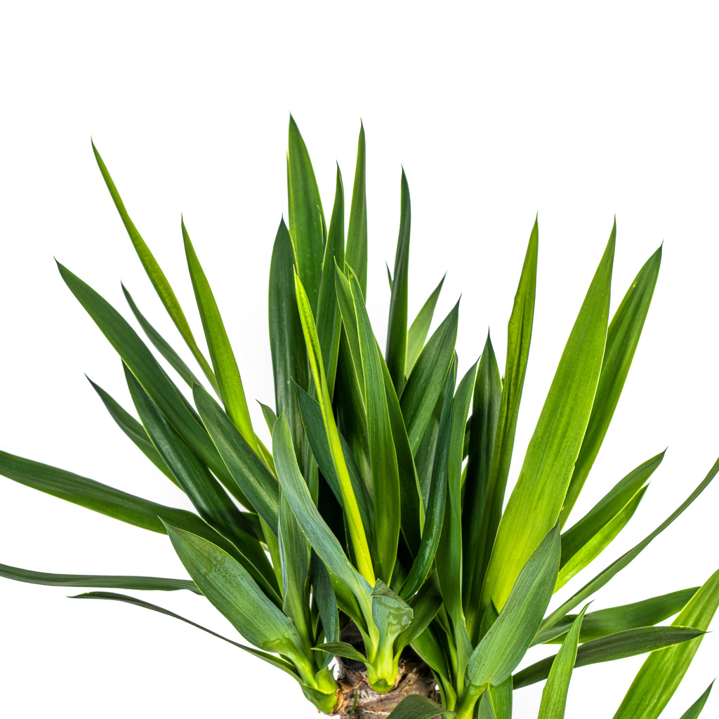 Yucca Elephantipes mit Korb Ø21 cm, 90-110 cm