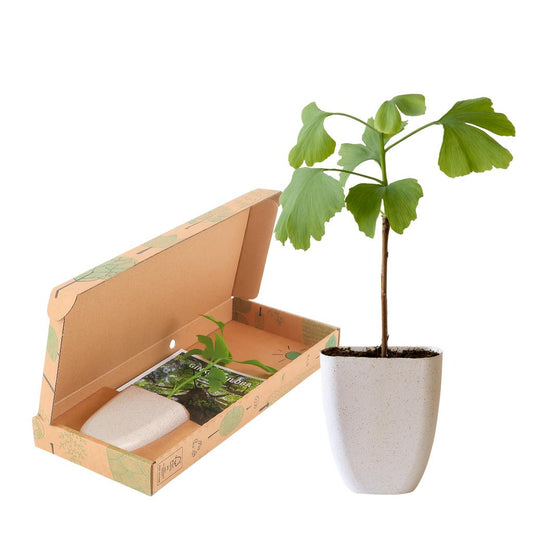 Lebensbaum – Ginkgo biloba im Briefkastenkarton mit Informationsheft