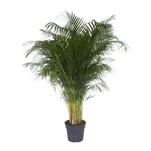 Dypsis lutescens – 200 cm – Ø34 - Botanic-Vibes