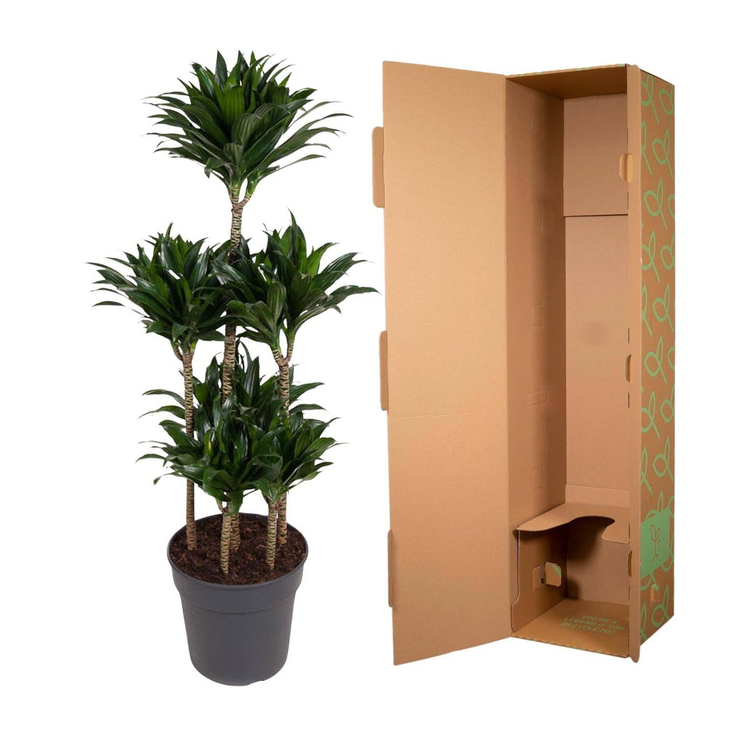Dracaena compacta carrousel – 130 cm – ø31 - Botanic-Vibes
