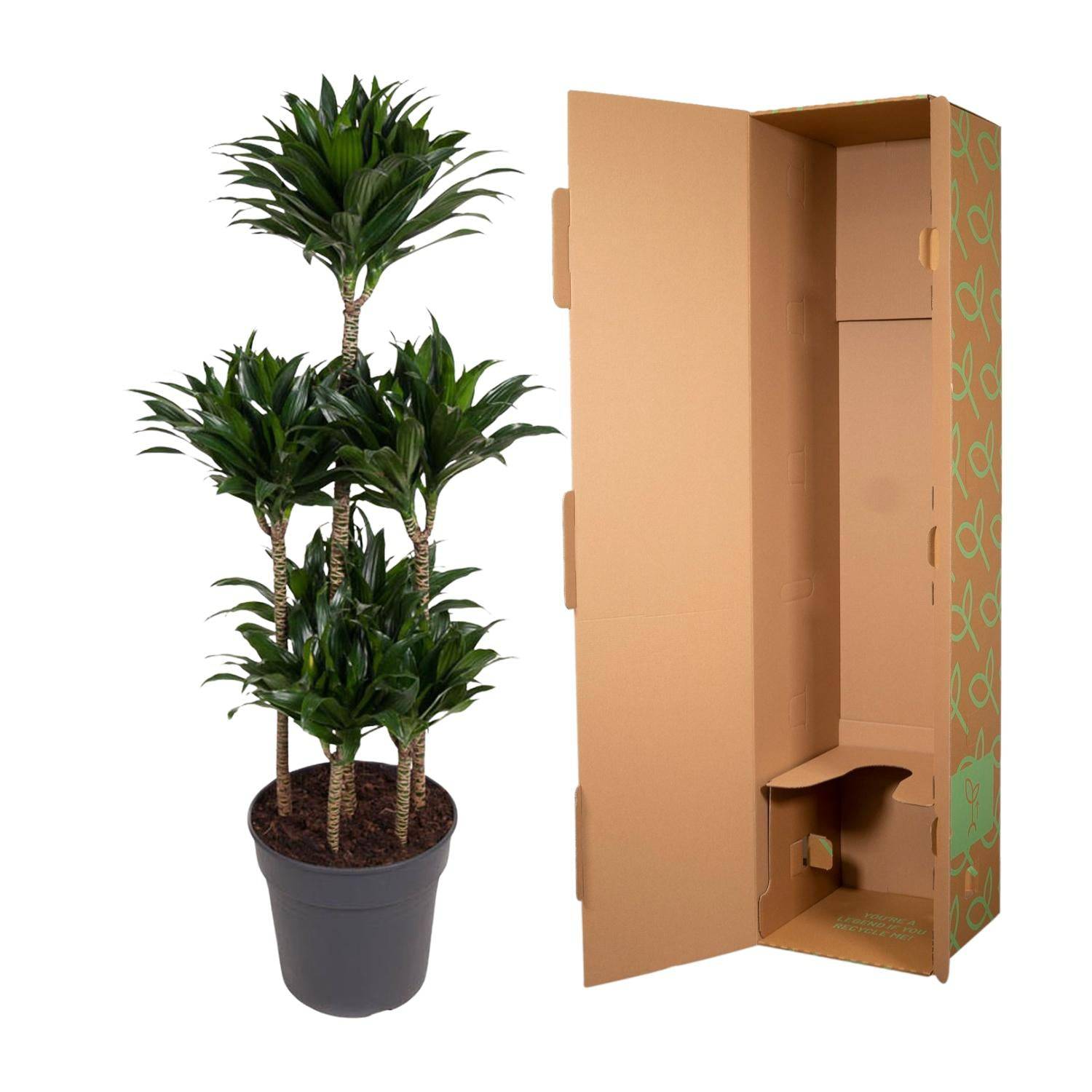 Dracaena compacta carrousel – 130 cm – ø31 - Botanic-Vibes