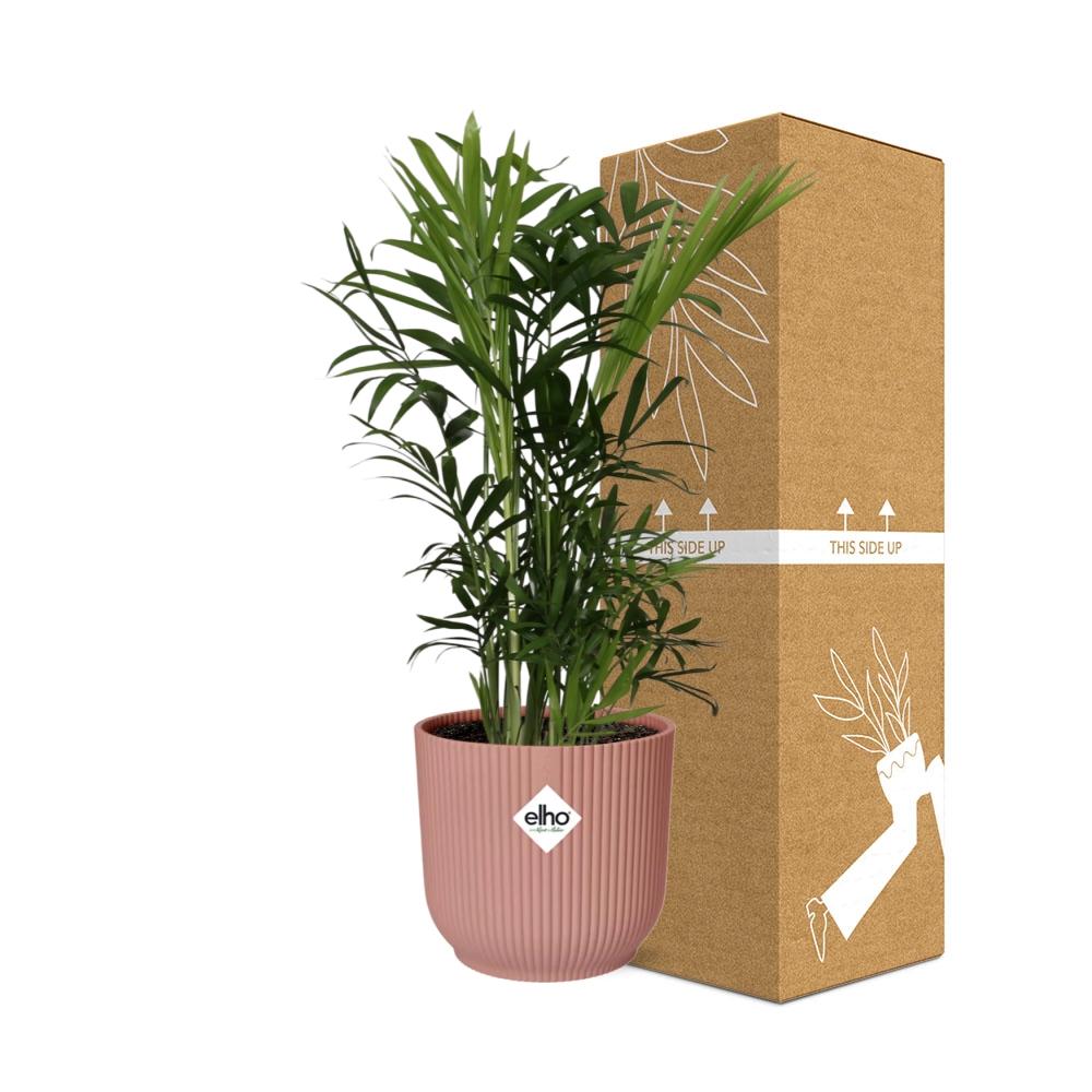 Chamaedorea Elegans im ELHO Vibes Fold, 14 cm, rosa