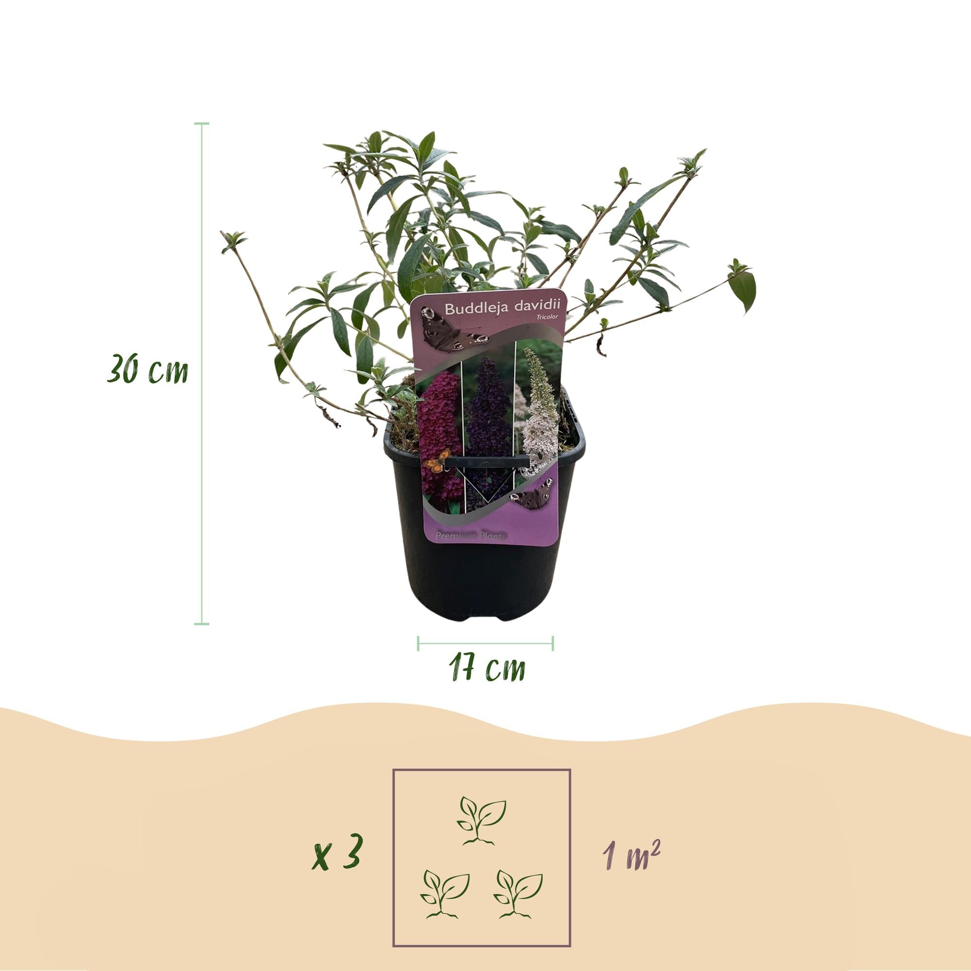 Schmetterlingsstrauch, Buddleja davidii Tricolour, Blüten Rosa, Weiß und Lila, 1 Pflanze, Laubabwerfend, Schmetterlingsanziehend, Topf 17 cm 30 cm