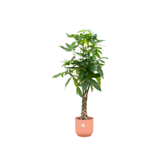 Pachira aquatica inklusive elho Vibes Fold Round rosa – 160 cm – Ø30