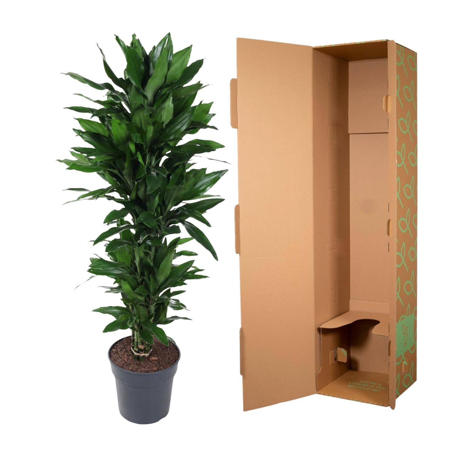 Dracaena Janet Lind verzweigt – 120 cm – Ø27 - Botanic-Vibes