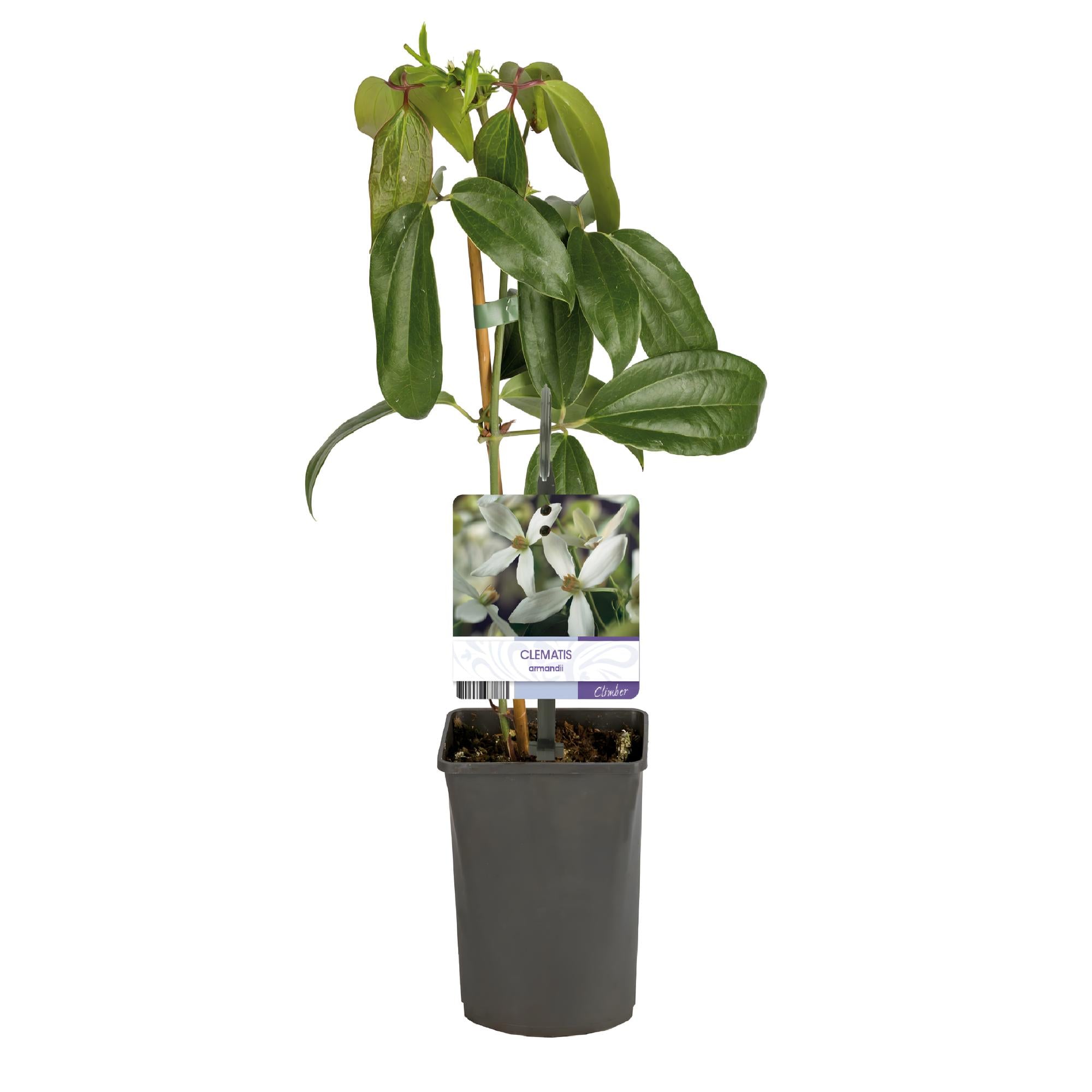 Kletterpflanze, Clematis armandii, Blüte Weiß, Immergrün, Wenig Pflege, 1 Pflanze Topf 11 cm 40 cm