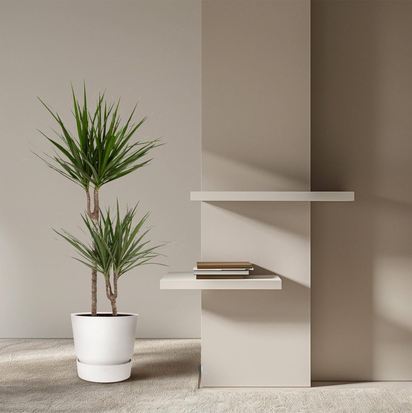 Dracaena Marginata – Ø19 – 100 cm - Botanic-Vibes
