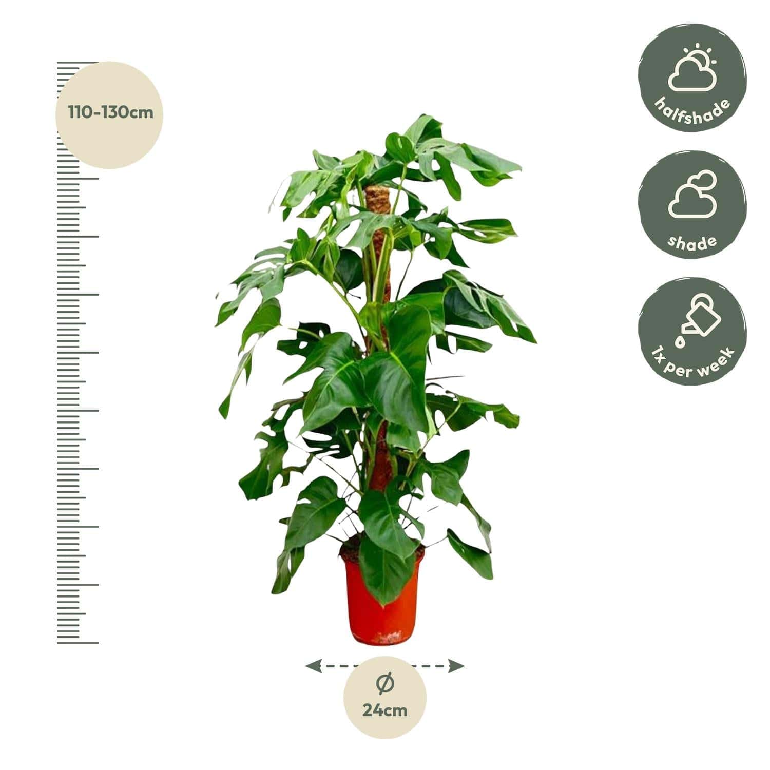 Monstera pertusum – 120 cm – Ø24 - Botanic-Vibes