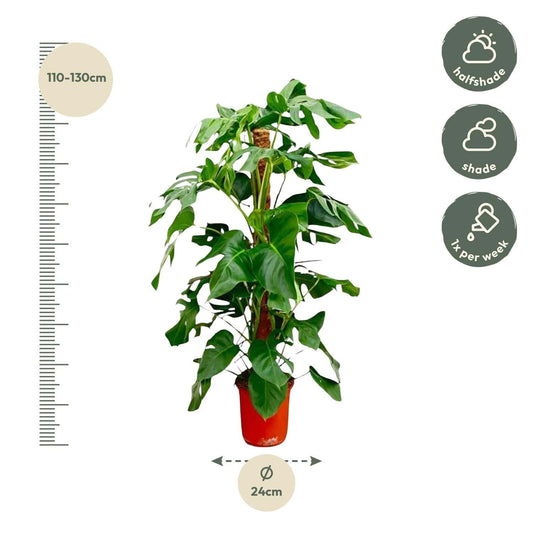 Monstera pertusum – 120 cm – Ø24 - Botanic-Vibes