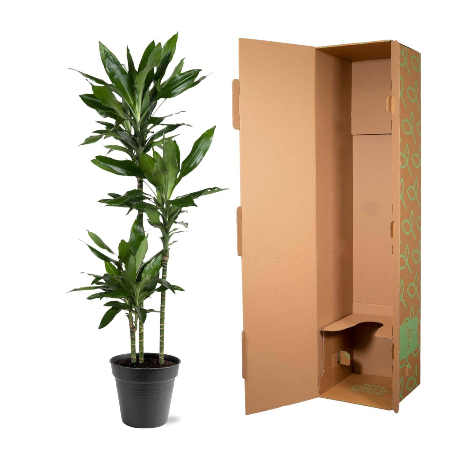 Dracaena Janet Lind – 150–160 cm – Ø24 - Botanic-Vibes