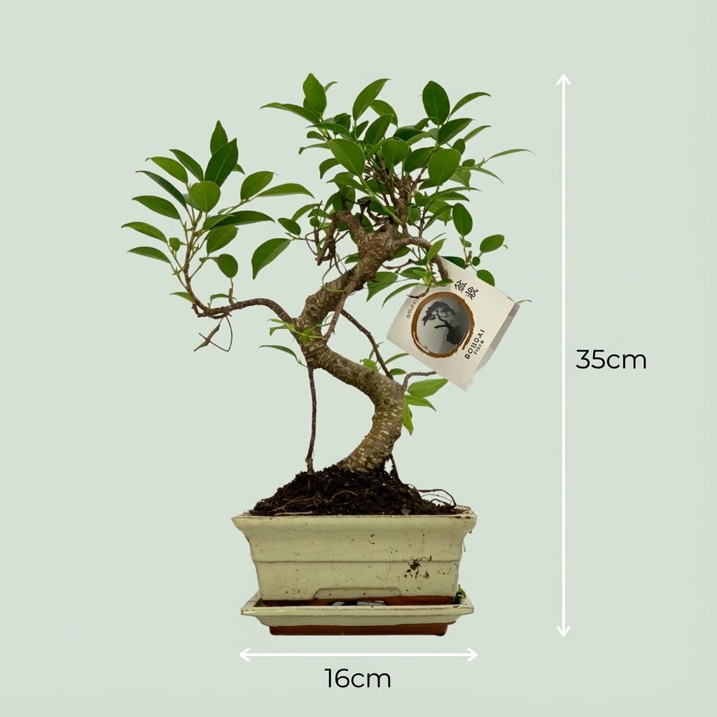 Bonsai S-Form Baum, Ø15 cm, 30-35 cm (Keramik-Mix)