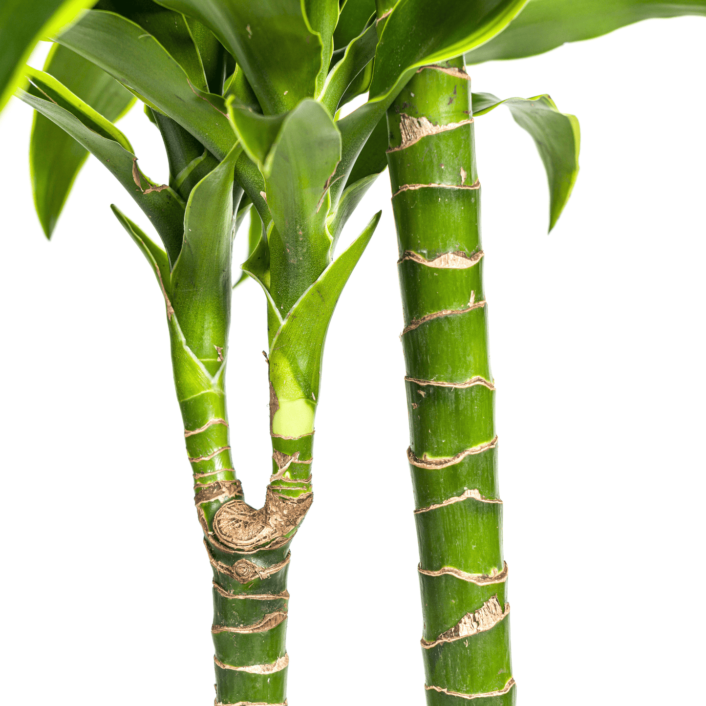Dracaena Deremensis Dorado Ø24cm - ↕120 - 140cm - Botanic-Vibes