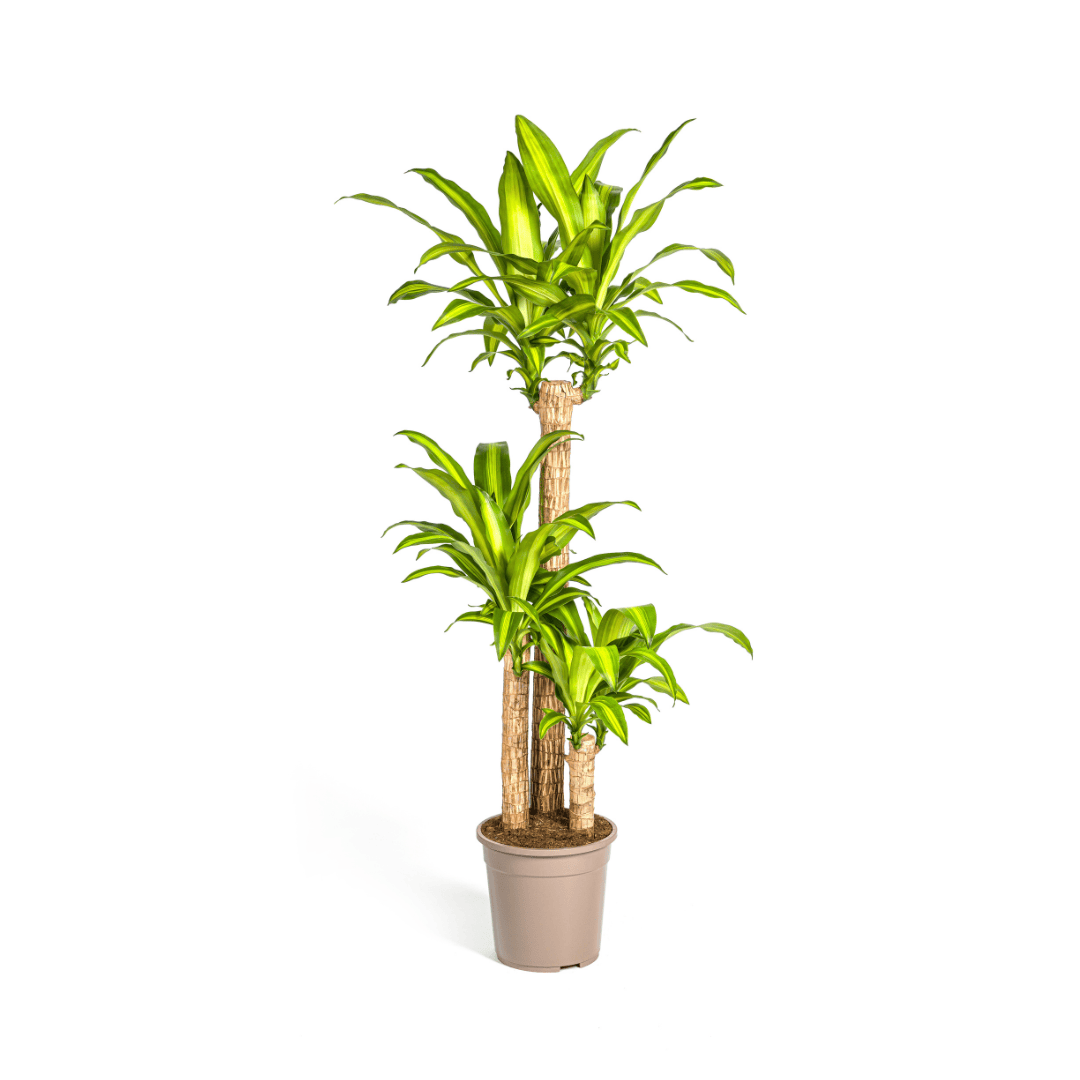 Dracaena Fragrans Massangeana Ø24cm - ↕130 - 150cm - Botanic-Vibes