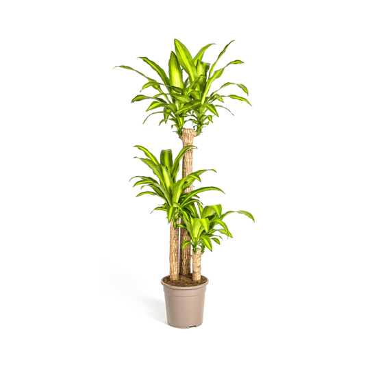 Dracaena Fragrans Massangeana Ø24cm - ↕130 - 150cm - Botanic-Vibes