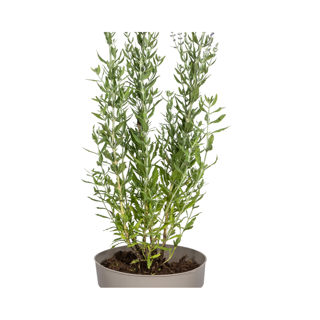 Perovskia atriplicifolia Ø19cm - ↕50 - 60cm