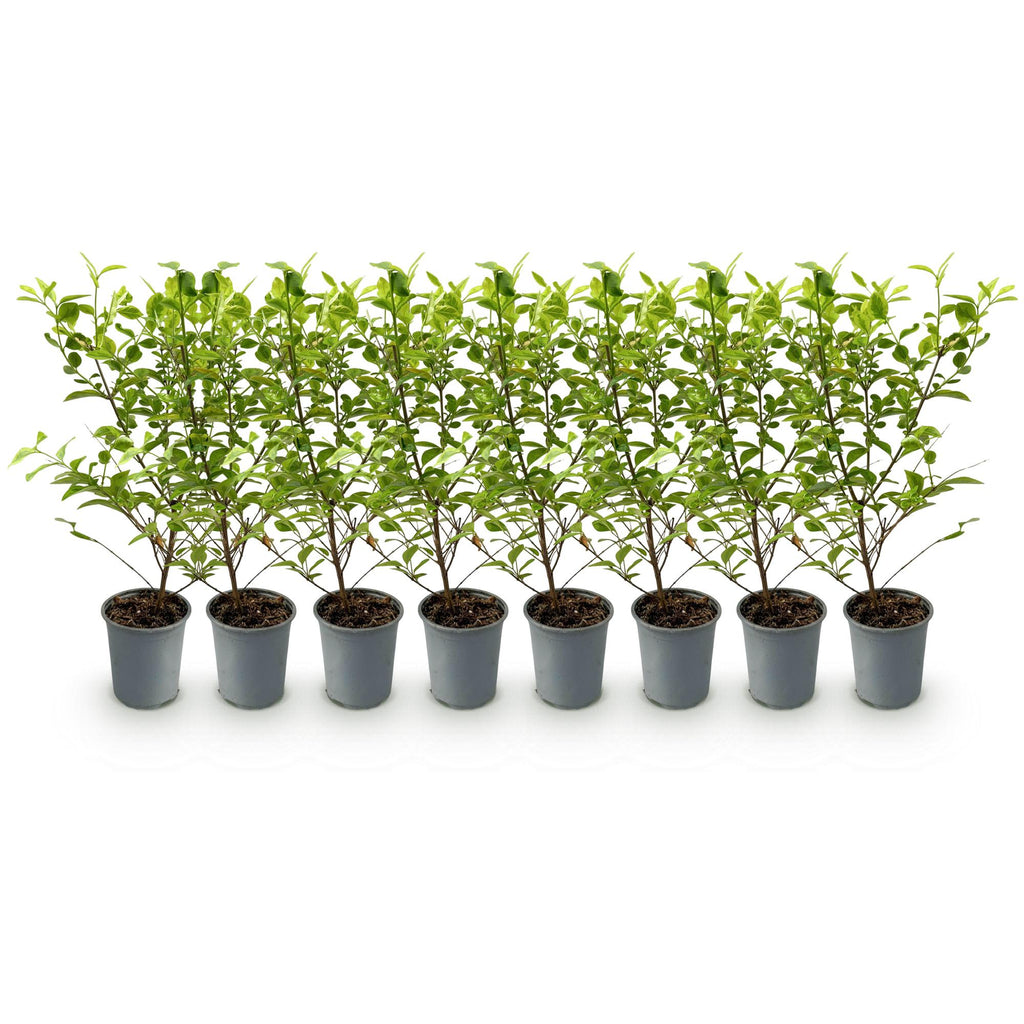 Heckenpflanzen, Ligustrum ovalifolium Aureum, Blätter gelb grün, 8 Pflanzen, 1 laufender Meter, immergrün, Topf 9 cm 35-40 cm