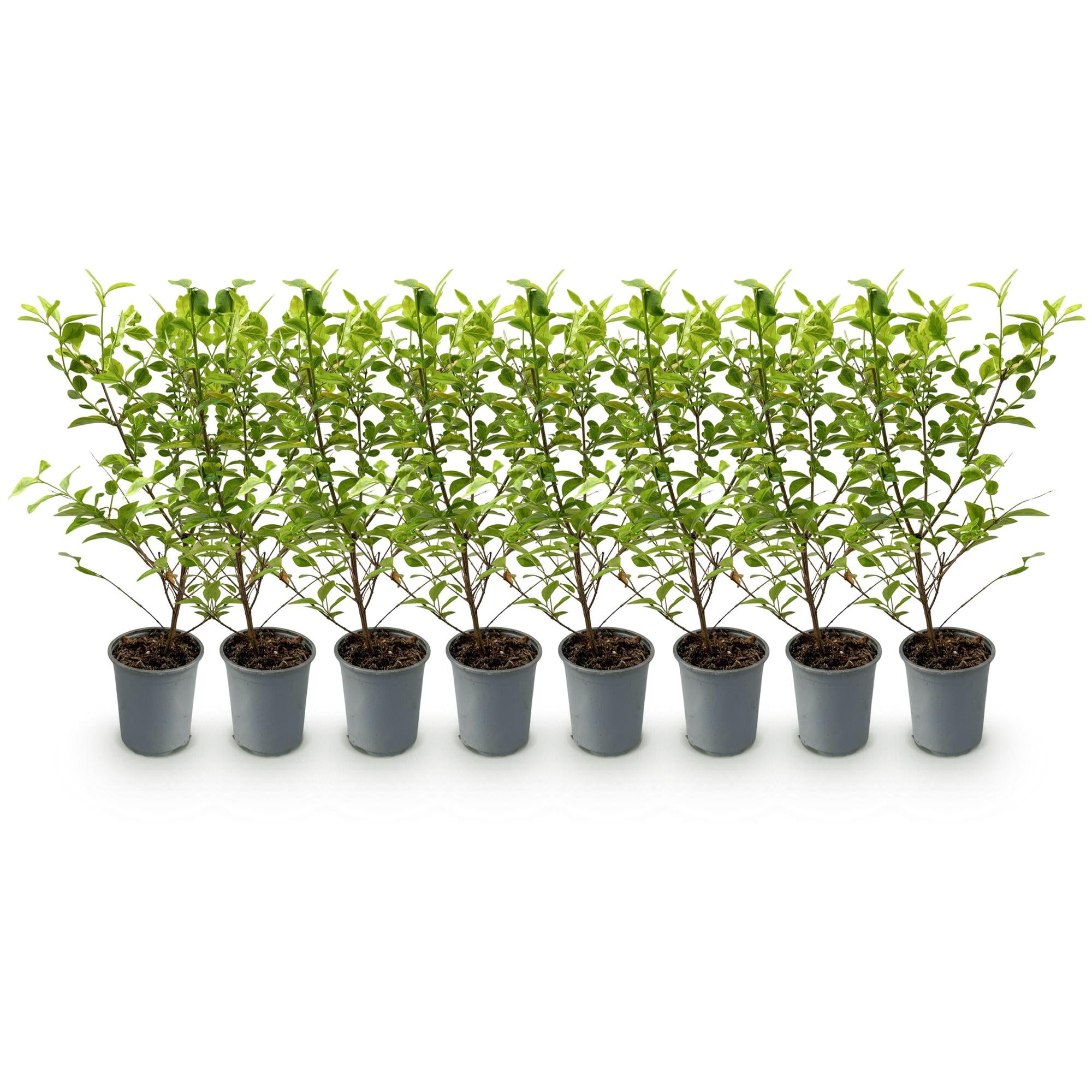 Heckenpflanzen, Ligustrum ovalifolium Aureum, Blätter gelb grün, 8 Pflanzen, 1 laufender Meter, immergrün, Topf 9 cm 35-40 cm